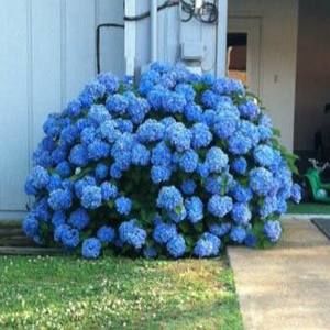 Meet your Posher, Georgette